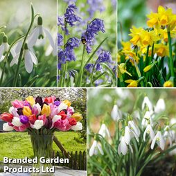 Colourful Spring Bulb Collection