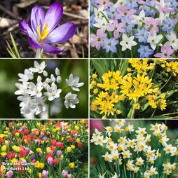 Super Saver Spring Flowering Collection