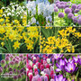 129 Spring Bulb Collection