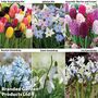Bulb Spring Bonanza
