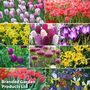 Spring Saver Bulb Bundle