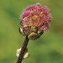 Herb Salad Burnet - Seeds