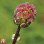 Herb Salad Burnet - Seeds