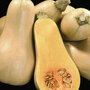 Squash 'Hunter' F1 Hybrid (Winter) - Seeds