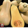 Squash 'Hunter' F1 Hybrid (Winter) - Seeds