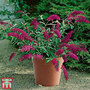 Buddleja 'Buzz® Magenta'