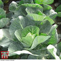 Cabbage 'Winter Jewel' - Seeds