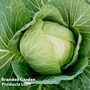 Cabbage Round Continuity Collection