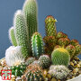 Cactus Mix - House Plant Seeds