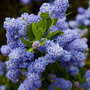 Ceanothus griseus var. horizontalis 'Yankee Point'
