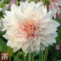 Dahlia 'Cafe Au Lait'