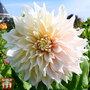 Dahlia 'Cafe Au Lait'