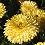 Calendula officinalis 'Lemon Cream' - Seeds