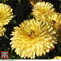 Calendula officinalis 'Lemon Cream'