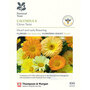 Calendula 'Citrus Twist' (National Trust)