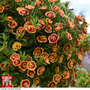 Calibrachoa 'Can Can Double OrangeTastic'