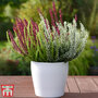 Calluna vulgaris 'Trio-Girls'