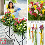 Calla Lily 'Multimix Collection'