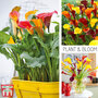 Calla Lily 'Orange Dream Collection'