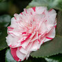 Camellia japonica 'Contessa Lavinia Maggi'