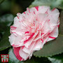 Camellia japonica 'Contessa Lavinia Maggi'