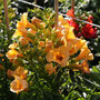 Campsis x tagliabuana 'Summer Jazz - Gold'