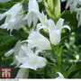 Campanula persicifolia var. alba