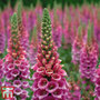 Foxglove 'Candy Mountain'