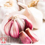 Garlic 'Carcassonne Wight' (Spring/Autumn Planting)