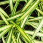 Carex oshimensis 'Eversheen' (Evercolour Series)