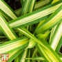 Carex oshimensis 'Eversheen' (Evercolour Series)