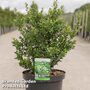 Ilex crenata 'Caroline Upright'