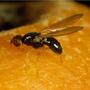 Carrot Root Fly Trap