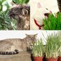Feline Fine Seed Collection