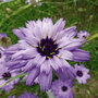 Catananche caerulea 'Amor Blue' - Seeds