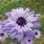 Catananche caerulea