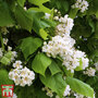 Catalpa bungei
