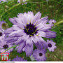 Catananche caerulea 'Amor Blue' - Seeds