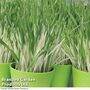 Cat Grass 'Tabby Cat' - Seeds