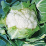Cauliflower Late Summer Collection