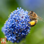 Ceanothus 'Concha'