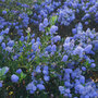 Ceanothus 'Italian Skies'