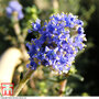 Ceanothus 'Puget Blue'