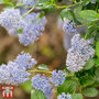 Ceanothus 'Skylark'