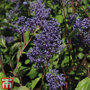 Ceanothus x delilianus 'Henri desfosse'
