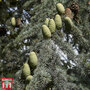 Cedrus libani