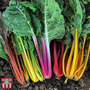 Swiss Chard 'Celebration' - Seeds