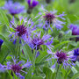 Centaurea montana