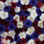 Cornflower 'Red, White & Blue' - Seeds
