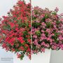 Catharanthus roseus 'Soiree Sweet Besties Duo'